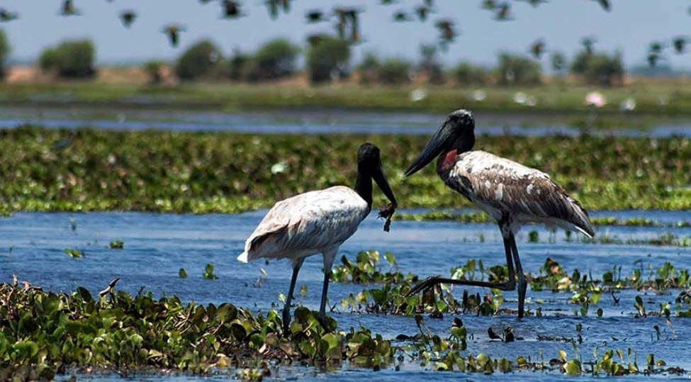Crooked Tree Wildlife Sanctuary, Belize